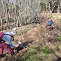 Uncovering the Power of Volunteering in Nashville